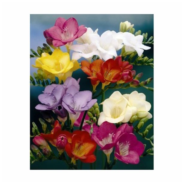 POLETI CVETOČA ČEBULICA HOLLAND BULB MARKET FREESIA SINGLE MIXED