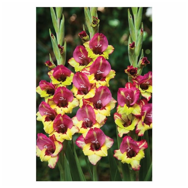 GLADIOLA HOLLAND BULB MARKET GLADIOLA BAMBINO VASTO