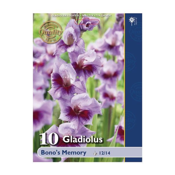 POLETI CVETOČA ČEBULICA HOLLAND BULB MARKET GLADIOLA BONO'S MEMORY