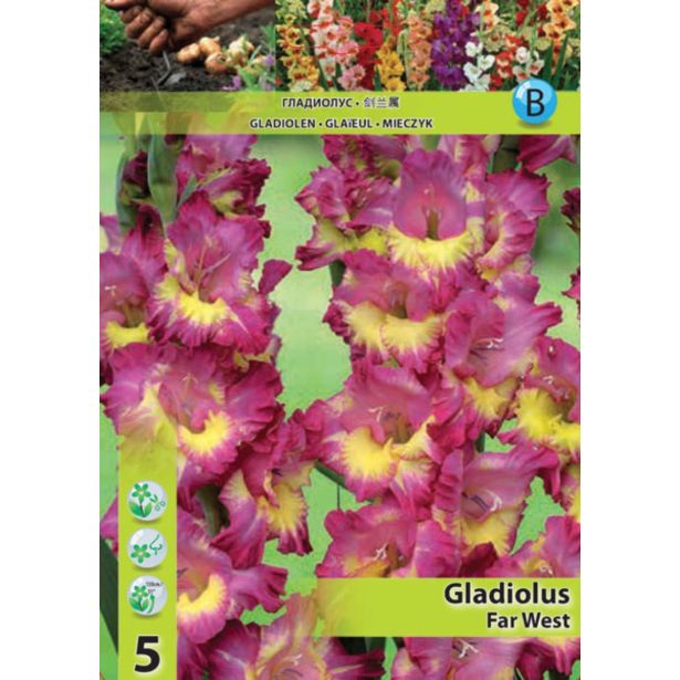 GLADIOLA HOLLAND BULB MARKET FAR WEST