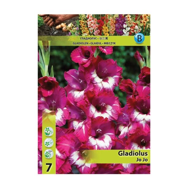 GLADIOLA HOLLAND BULB MARKET JO JO