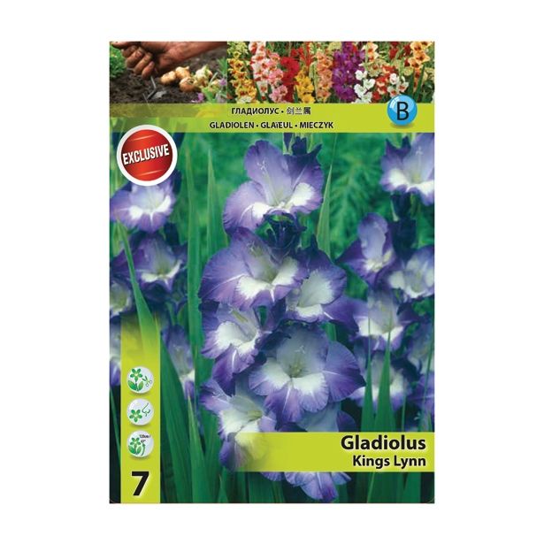 GLADIOLA HOLLAND BULB MARKET KINGS LYNN