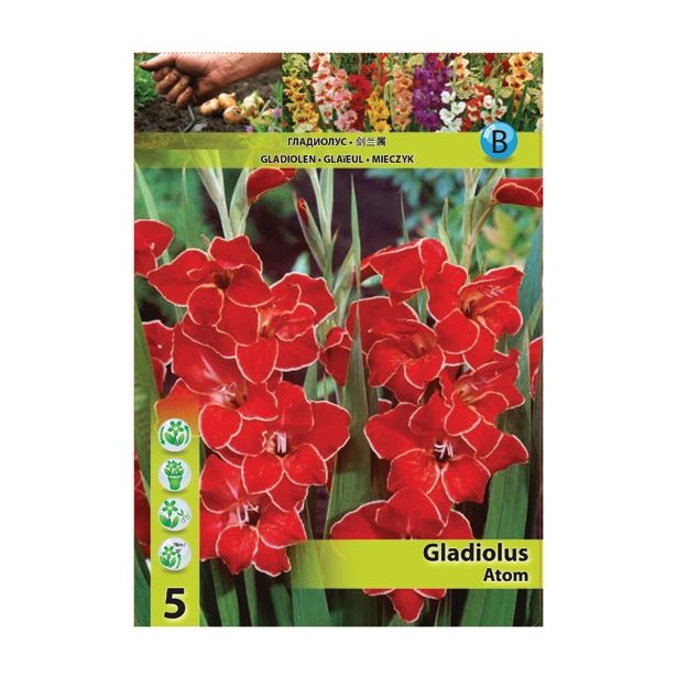 GLADIOLA HOLLAND BULB MARKET MINI ATOM