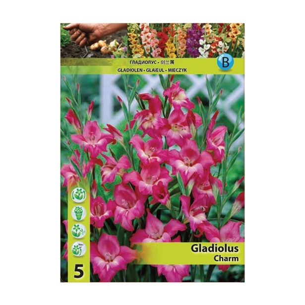 GLADIOLA HOLLAND BULB MARKET MINI CHARM