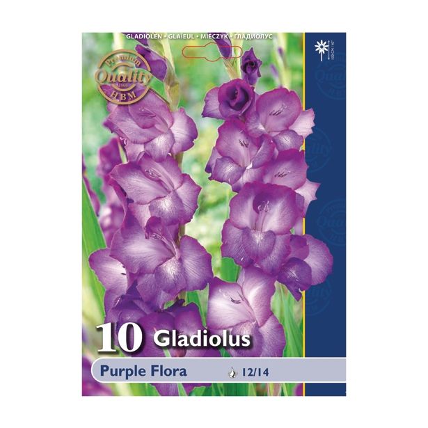 POLETI CVETOČA ČEBULICA HOLLAND BULB MARKET GLADIOLA PURPLE FLORA