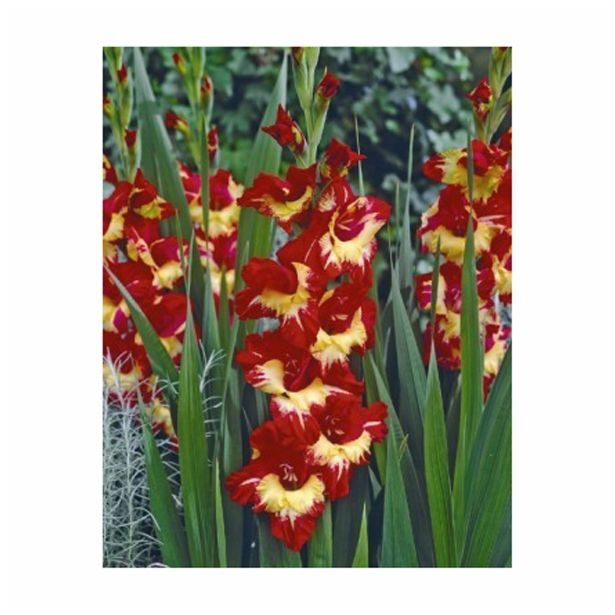 GLADIOLA HOLLAND BULB MARKET STEREO