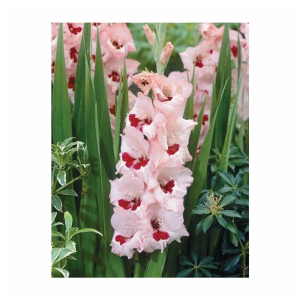 GLADIOLA HOLLAND BULB MARKET GLADIOLA WINE AND ROSES