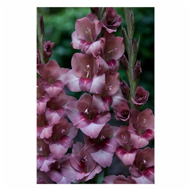 GLADIOLA HOLLAND BULB MARKET BAMBINO TORINO
