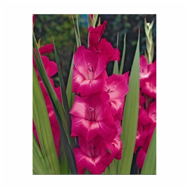 GLADIOLA HOLLAND BULB MARKET FIDELIO