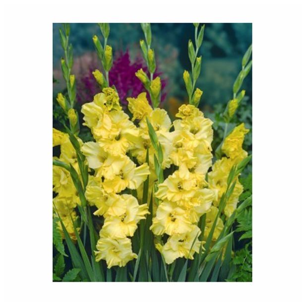 GLADIOLA HOLLAND BULB MARKET LEMON DROP