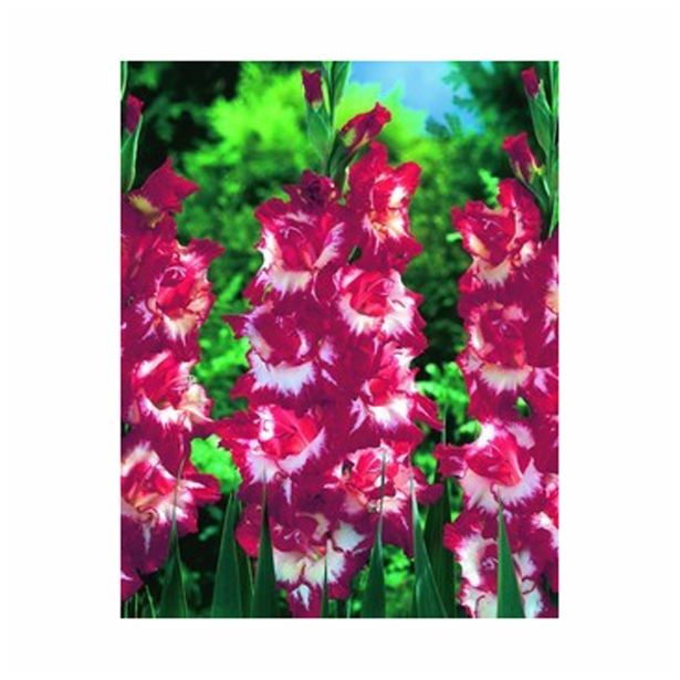 GLADIOLA HOLLAND BULB MARKET SPARKLER
