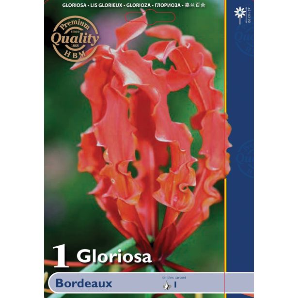 POLETI CVETOČA ČEBULICA HOLLAND BULB MARKET GLORIOSA BORDEAUX