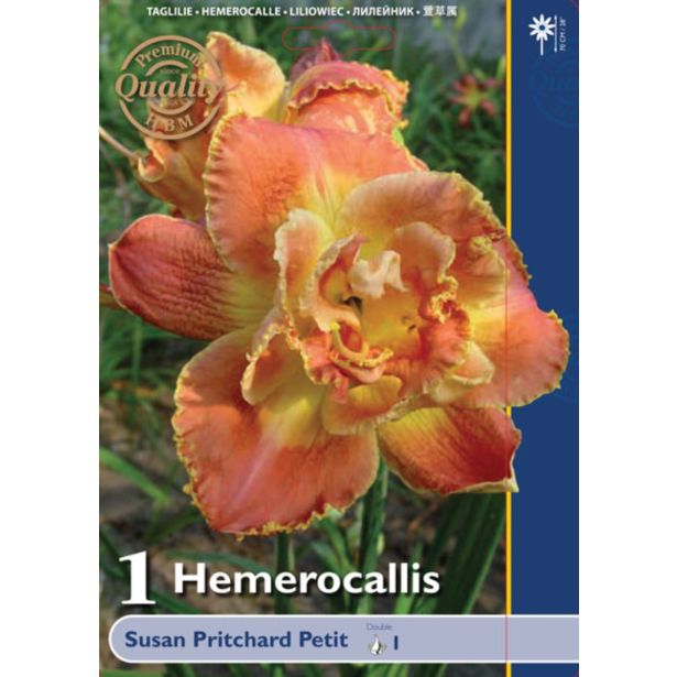 POLETI CVETOČA ČEBULICA HOLLAND BULB MARKET HEMEROCALLIS SUSAN PRITCHARD PETIT