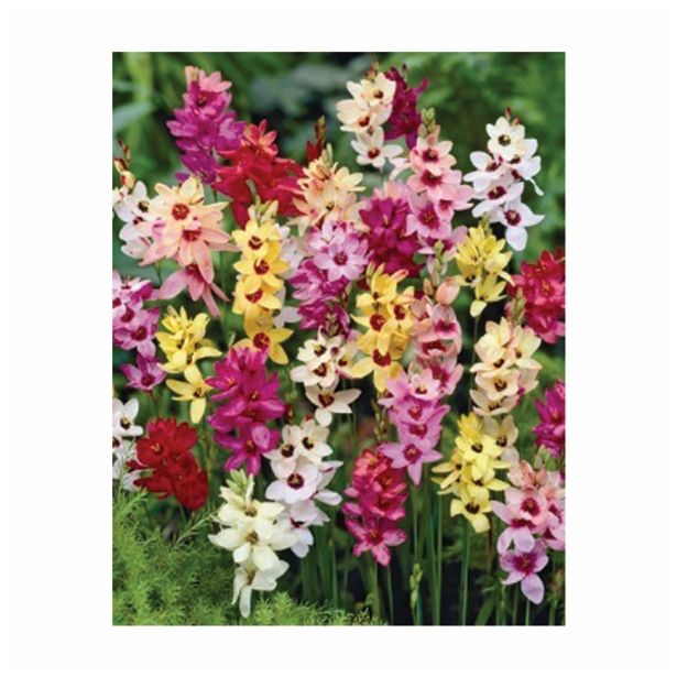 POLETI CVETOČA ČEBULICA HOLLAND BULB MARKET IXIA MIXED