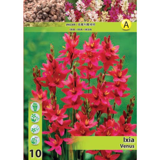 POLETI CVETOČA ČEBULICA HOLLAND BULB MARKET IXIA VENUS
