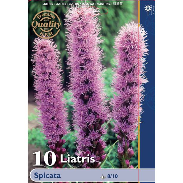 POLETI CVETOČA ČEBULICA HOLLAND BULB MARKET LIATRIS SPICATA