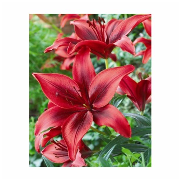 LILIJA HOLLAND BULB MARKET AZIJSKA BLACK OUT