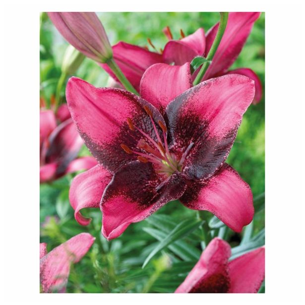 LILIJA HOLLAND BULB MARKET AZIJSKA PURPLE EYE