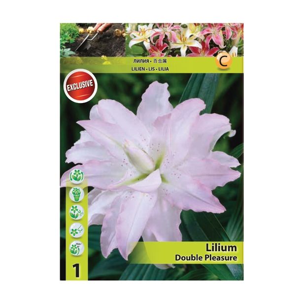 POLETI CVETOČA ČEBULICA HOLLAND BULB MARKET LILIJA ORIENTALSKA DV. DOUBLE PLEASURE