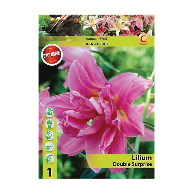 LILIJA HOLLAND BULB MARKET ORIENTALSKA DV. DOUBLE SURPRISE