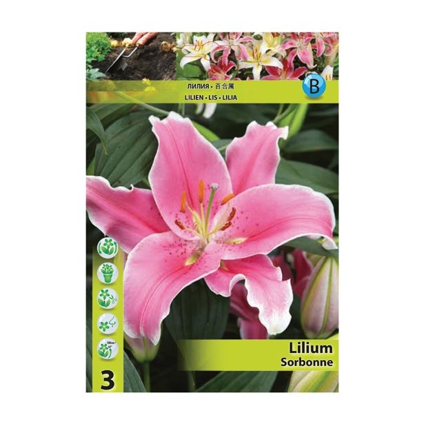 POLETI CVETOČA ČEBULICA HOLLAND BULB MARKET LILIJA ORIENTALSKA SORBONNE