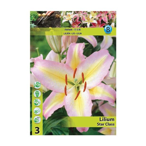 LILIJA HOLLAND BULB MARKET ORIENTALSKA STAR CLASS