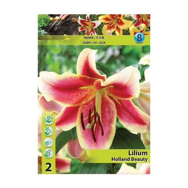 LILIJA HOLLAND BULB MARKET OT HOLLAND BEPTY