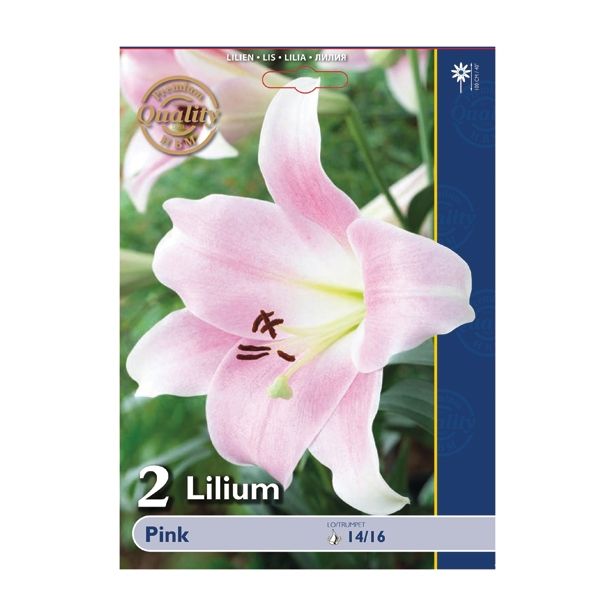 POLETI CVETOČA ČEBULICA HOLLAND BULB MARKET LILIJA PINK