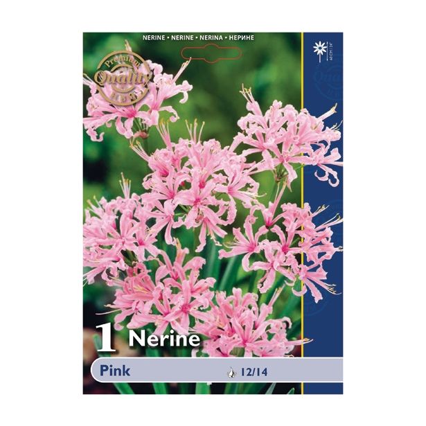 POLETI CVETOČA ČEBULICA HOLLAND BULB MARKET NERINE PINK
