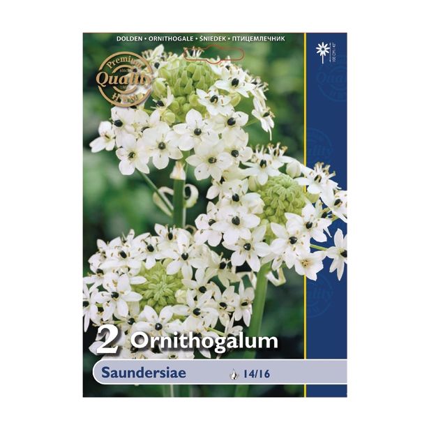 POLETI CVETOČA ČEBULICA HOLLAND BULB MARKET ORNITHOGALUM SPNDERSIAE