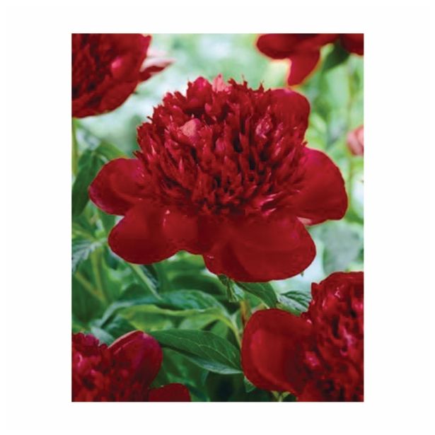 POLETI CVETOČA ČEBULICA HOLLAND BULB MARKET POTONICA RED CHARM