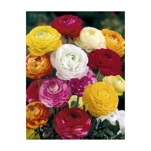POLETI CVETOČA ČEBULICA HOLLAND BULB MARKET RANUNCULUS MIXED