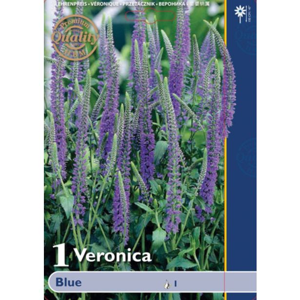 POLETI CVETOČA ČEBULICA HOLLAND BULB MARKET VERONICA BLUE