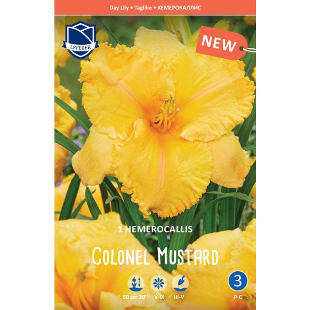 POLETI CVETOČA ČEBULICA LEFEBER HEMEROCALIS COLONEL MUSTARD 1KOS