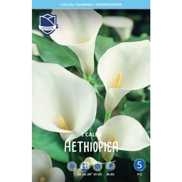 POLETI CVETOČA ČEBULICA LEFEBER KALA BELA 1KOS