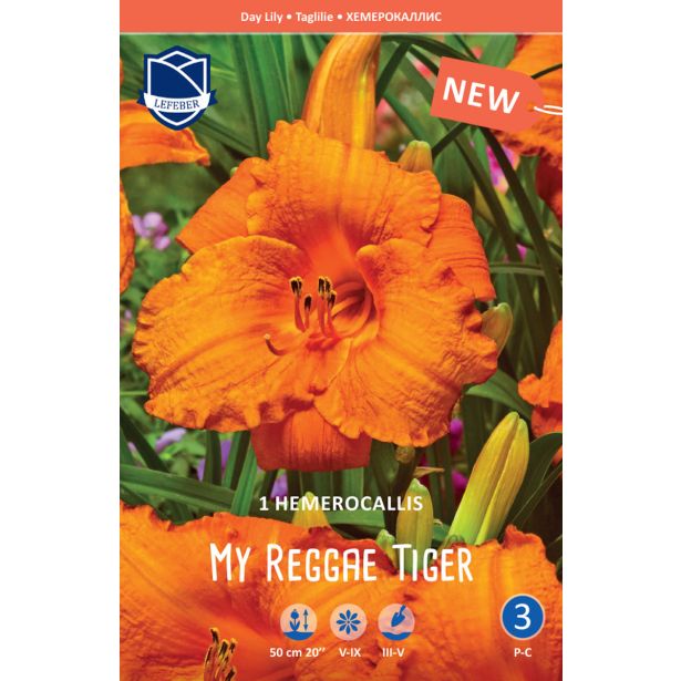 POLETI CVETOČA ČEBULICA LEFEBER L HEMEROCALIS MY REGGAE TIGER 1KOS