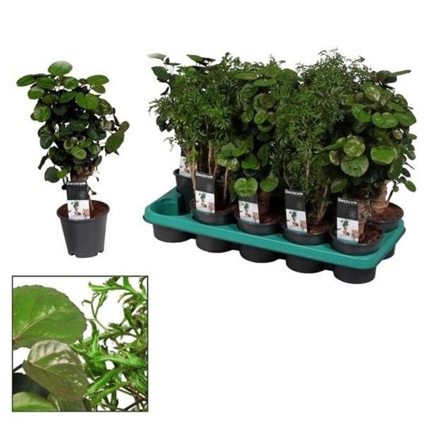 SOBNA ZELENA RASTLINA POLIKASIJA MIX 3 VARIANTE L12