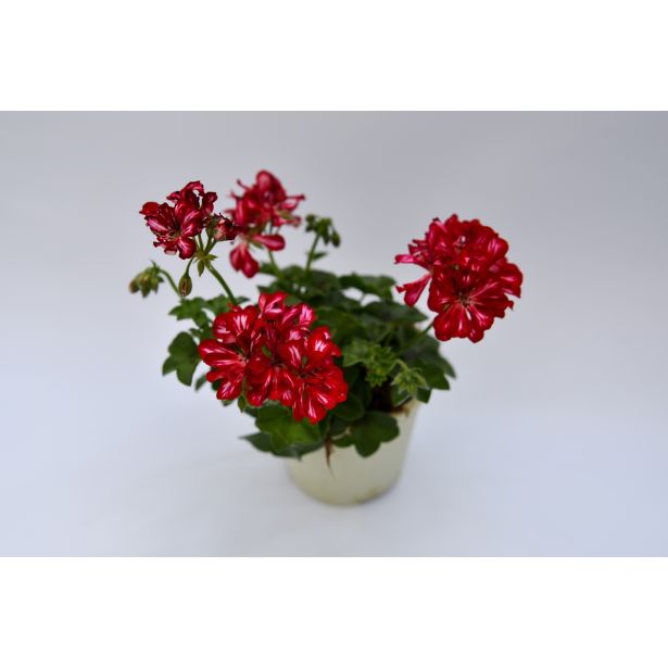 BRŠLJANKA POLNJENE BRŠLJANKE MIX L10