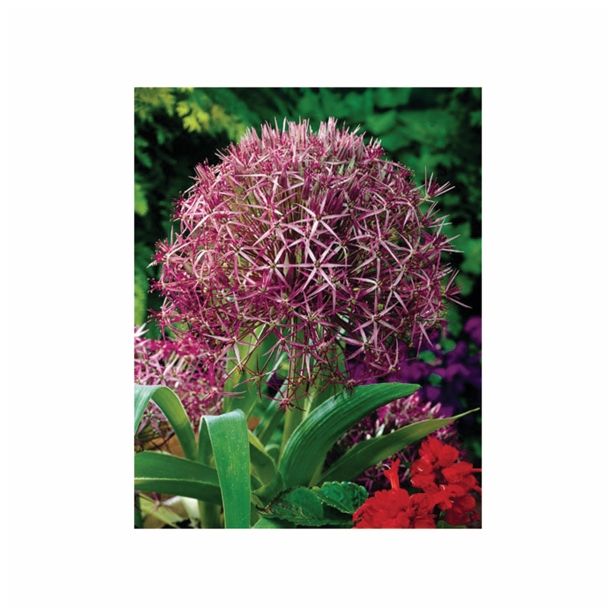 POMLADI CVETOČA ČEBULICA HOLLAND BULB MARKET ALLIUM CHRISTOPHII 12/14 3KOS