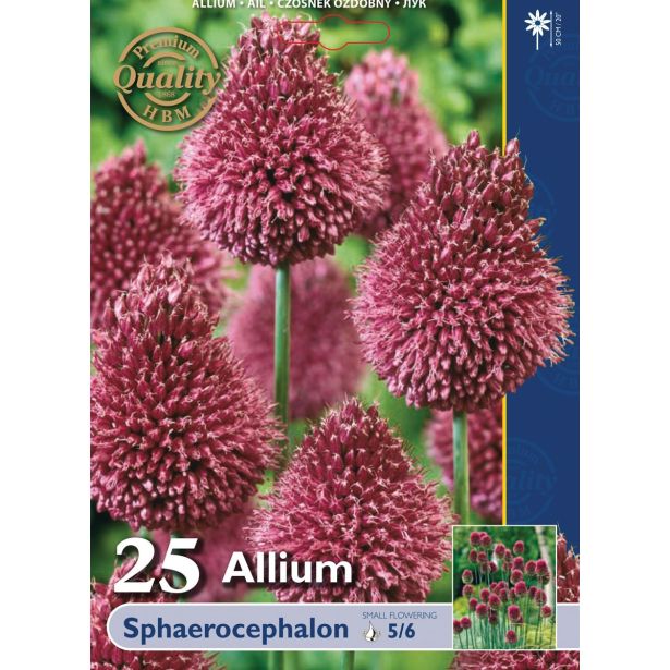 POMLADI CVETOČA ČEBULICA HOLLAND BULB MARKET ALLIUM SPHAEROCEPHALON 5/6 25KOS