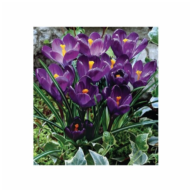 POMLADI CVETOČA ČEBULICA HOLLAND BULB MARKET CROCUS FLOWER RECORD 7/8 10KOS