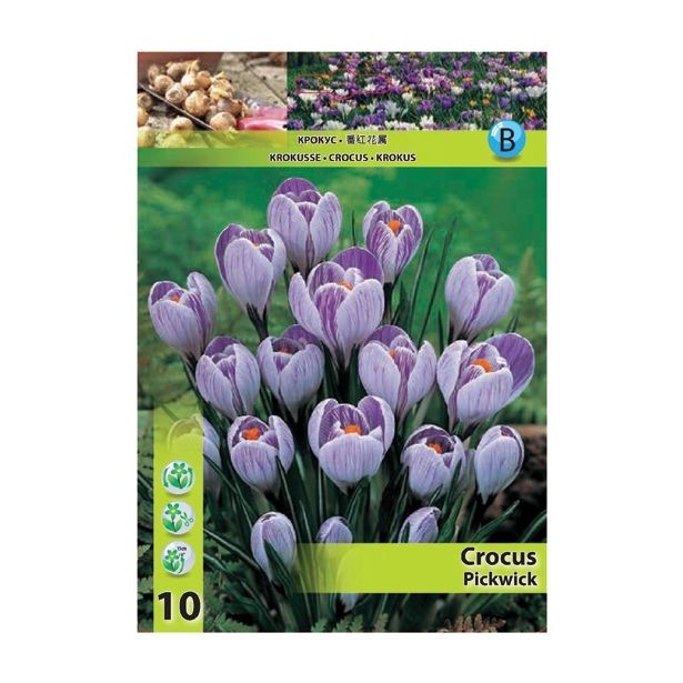 POMLADI CVETOČA ČEBULICA HOLLAND BULB MARKET CROCUS PICKWICK 7/8 10 KOS