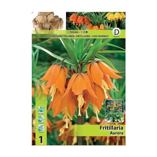 POMLADI CVETOČA ČEBULICA HOLLAND BULB MARKET FRITILLARIA AURORA 20/22 1 KOS