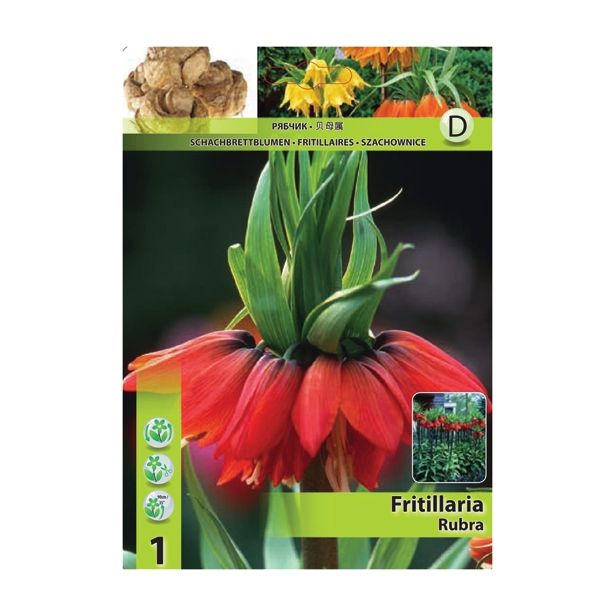POMLADI CVETOČA ČEBULICA HOLLAND BULB MARKET FRITILLARIA RUBRA 20/22 1 KOS
