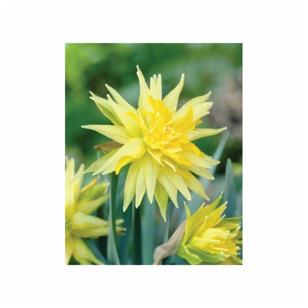 POMLADI CVETOČA ČEBULICA HOLLAND BULB MARKET NARCISA MINI RIP VAN WINKLE 10/12 7KOS