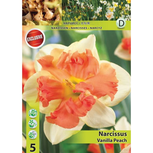 POMLADI CVETOČA ČEBULICA HOLLAND BULB MARKET NARCISA SPLITCROWN VANILLA PEACH 10/12 5KOS
