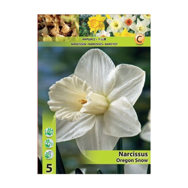 POMLADI CVETOČA ČEBULICA HOLLAND BULB MARKET NARCISA VELIKOCVETNA OREGON SNOW 12/14 5 KOS