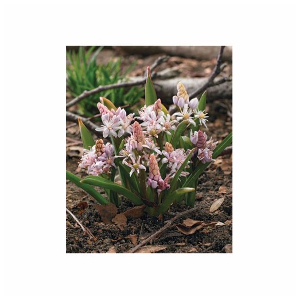 POMLADI CVETOČA ČEBULICA HOLLAND BULB MARKET SCILIA BIFOLIA ROSEA 5/+ 10KOS