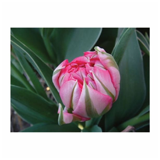 POMLADI CVETOČA ČEBULICA HOLLAND BULB MARKET TULIPAN DVOJNI FLASH POINT 11/12 10 KOS