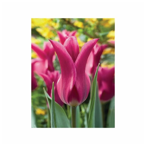 POMLADI CVETOČA ČEBULICA HOLLAND BULB MARKET TULIPAN LILIJSKI PURPLE DREAM 11/12 10KOS